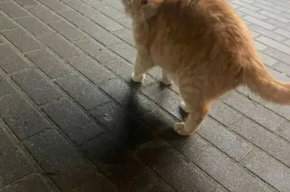 Найдена кошка, Калининград, фото: Калининград: найден котик на ул. Фрунзе