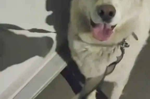 Пропала собака на Ивлиева, 1/4, Н.Новгород