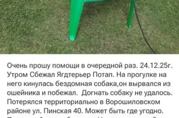 Пропала собака, Пинская ул. 25, Волгоград