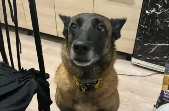 Пропала собака в Истобниковском СП