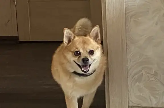 Пропала собака, Крайняя ул., 1, Черногубово