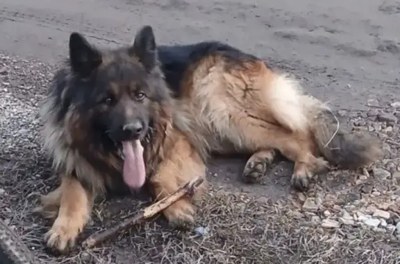 Пропала собака, Садовая ул., 60, Коляново