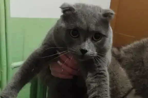 Найдена кошка, Можга, фото: Найдена кошка, Родниковая ул., 26, Можга