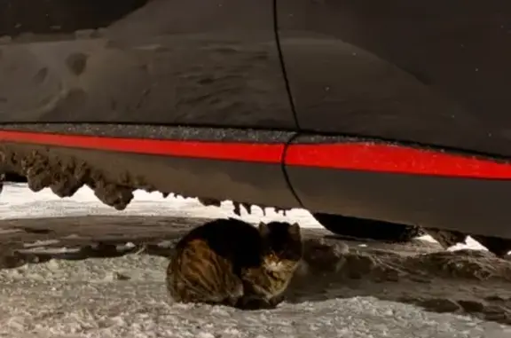 Найдена кошка, Оренбург, фото: Кошка под машинами, Фронтовиков 8/3