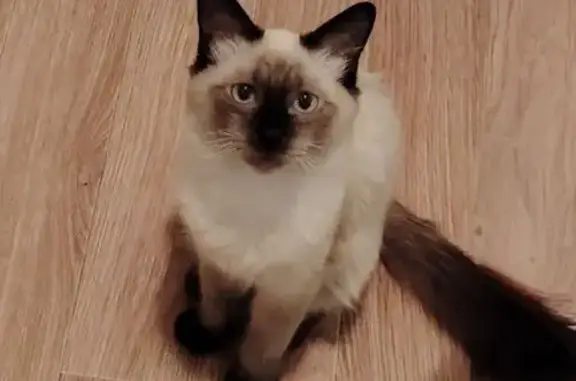 Пропала сиамская кошка, Садовая 18, Краснодар