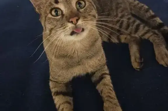 Пропала кошка, Береговая 119, Брюховецкая - photo