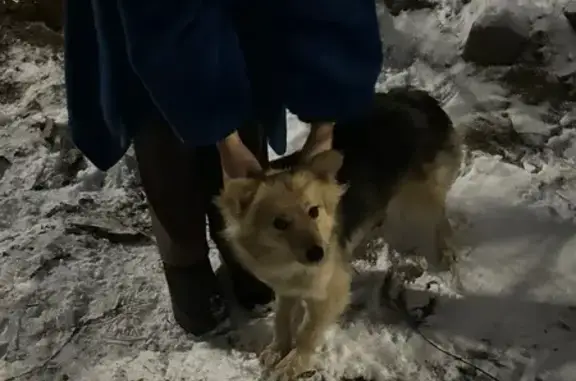 Найдена собака, Ростов-на-Дону, фото: Собака найдена на Ерёменко, 58 к4, Ростов-на-Дону