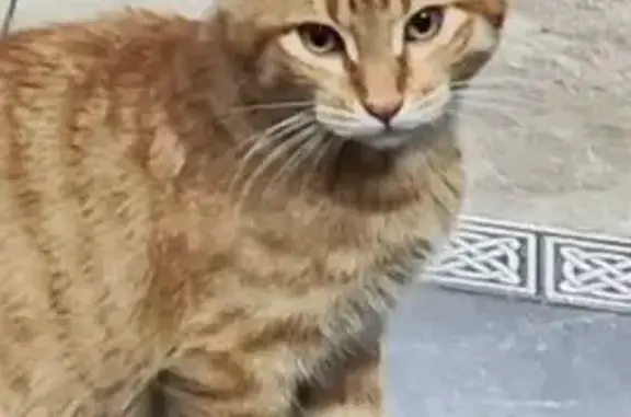 Пропала рыжая кошка, Бирюзовая 294