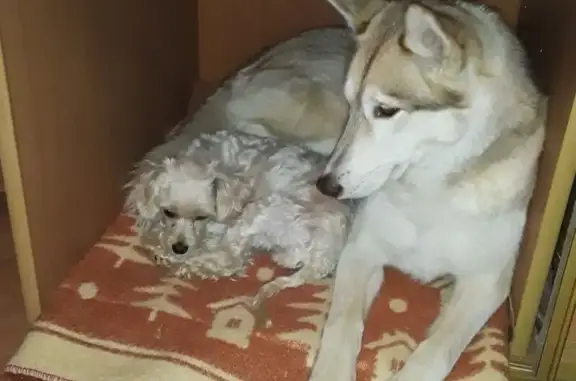 Пропала собака, Москва