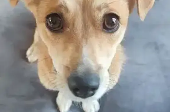 Пропала собака, ул. Суворова 117, Краснодар