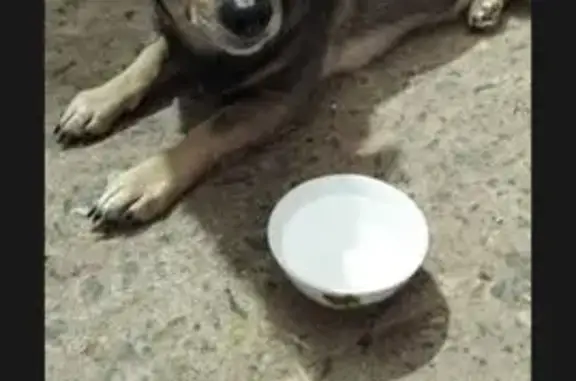 Найдена собака, Оренбург, фото: Собака найдена на ул. Родимцева, Оренбург