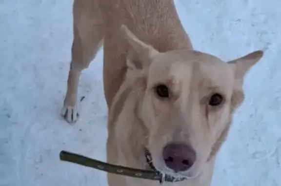 Найдена собака, Курган, фото: Собака найдена: ул. Карбышева 62, Курган