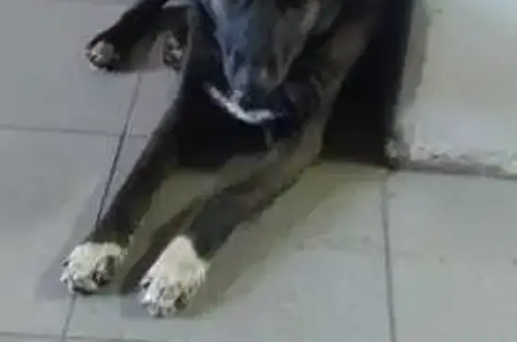 Пропала собака, Кондомское шоссе, Новокузнецк