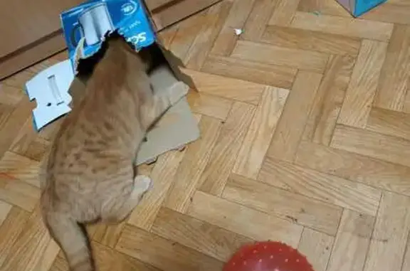 Найдена кошка, Томск, фото: Рыжий кот найден, ул. Говорова 58/1, Томск