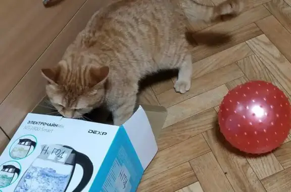 Найдена кошка, Томск, фото: Рыжий кот найден, ул. Говорова 58/1, Томск