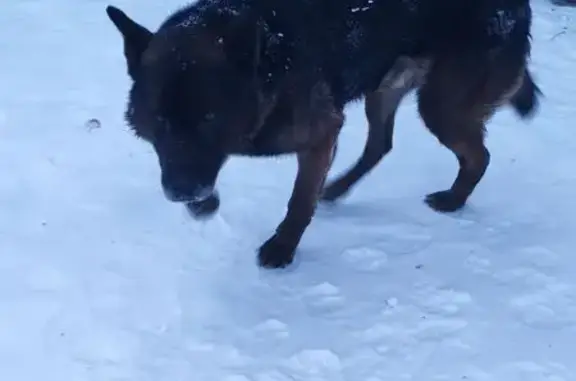 Найдена собака, Толмачево, фото: Собака найдена: Сибирская ул. 40, Толмачёво