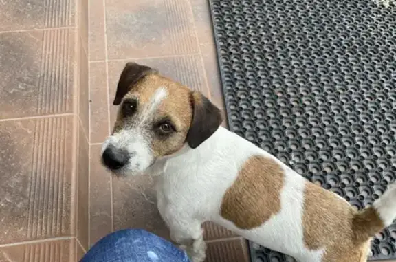 Пропала собака, ул. Царёв Брод, 76Д