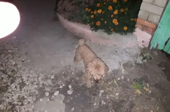 Пропала собака, Пугачёва 208, Саратов