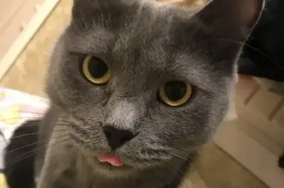 Кошки потеряшки, Кубинка, фото: Потеряшка кошка в Кубинке, МО