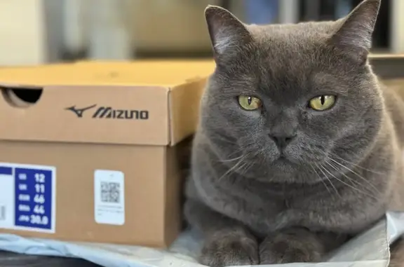 Пропала кошка, ул. Маяк, Хвалынск