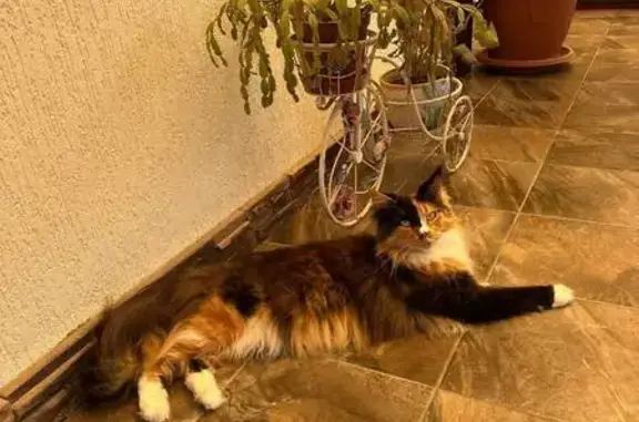 Пропала кошка на ул. Абовяна, Верхний Юрт