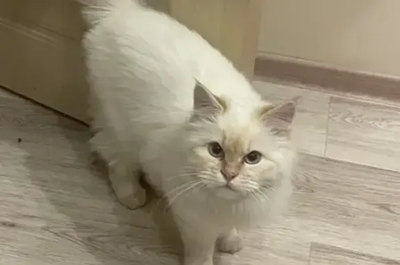 Потерянные животные Краснодар, фото: Пропала кошка, 5-й Арх. пр., 3 к1, Краснодар