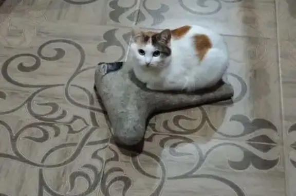 Пропала кошка на Скоропусковском, 19