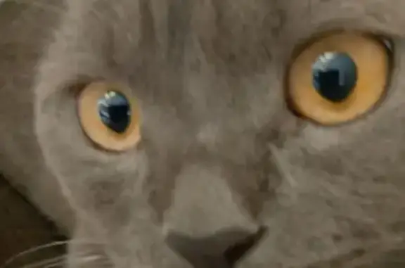 Пропал серый кот, ул. Кирова 2А, Хабаровск