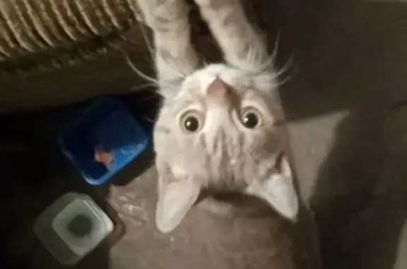 Найдена кошка, Пенза, фото: Кошка найдена: Ударная ул., Пенза