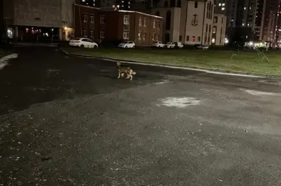 Найдена собака, Санкт-Петербург, фото: Найдена собака у Ленинского проспекта, 115