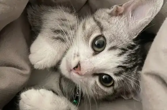 Кошки потеряшки, Пенза, фото: Потеряшка кошка, Одесская ул. 4, Пенза