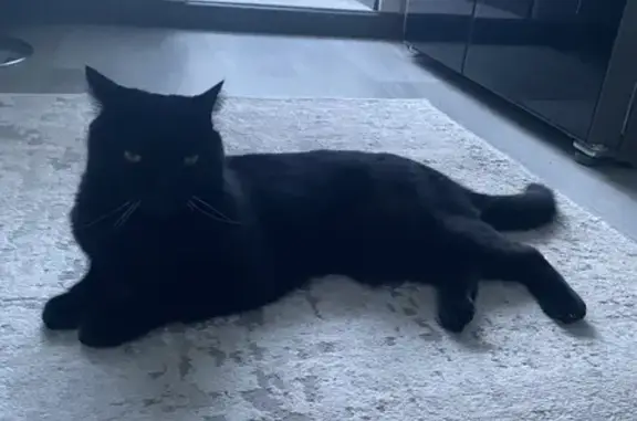 Пропала кошка, ул. Чапаева, Нижневартовск