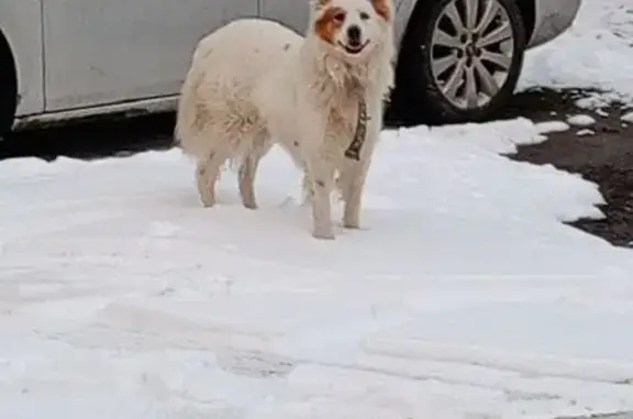 Найдена собака, Демихово, фото: Собака найдена: Заводская ул, 11, Демихово