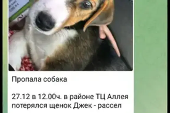 Пропала собака, ул. Фархутдинова 3, Ю-Сах.