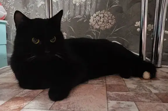 Найдена кошка, Сосенский, фото: Кошка найдена на Машиностроителей, 5