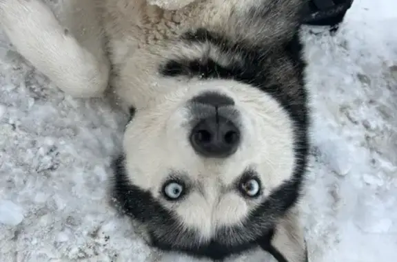 Найдена собака, Саратов, фото: Собака найдена: Мясницкая ул. 137, Саратов