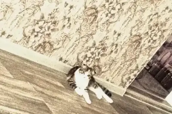 Пропала кошка, Урюпинск, Фурманова 37