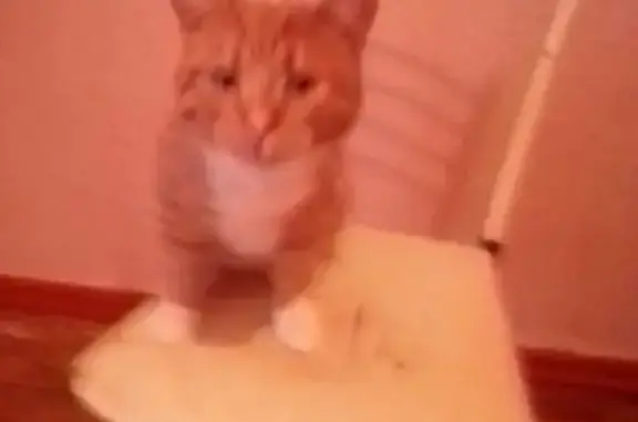 Найдена кошка, Лосино-Петровский, фото: Кошка найдена: ул. Горького, 7, Лосино-Петровский