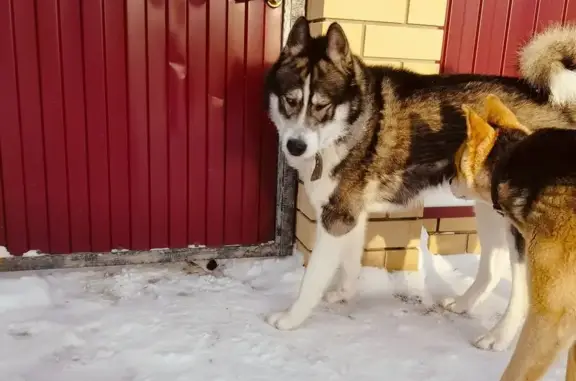 Найдена собака, Луговое, фото: Найдена собака Хаски, Ягодная, Луговое