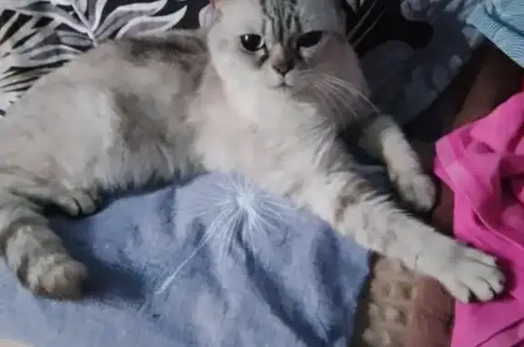 Найдена кошка, Славянск-на-Кубани, фото: Кошка найдена: Дзержинского 241, Славянск