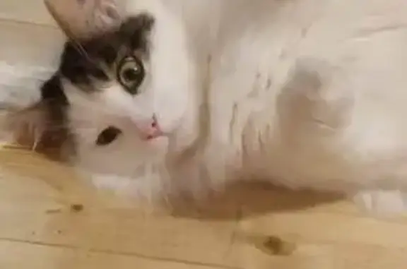 Пропала кошка Пушок, Владимир, Средний 5