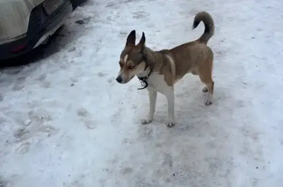 Найдена собака, Жуковский, фото: Собака найдена: Солнечная ул. 7, Жуковский