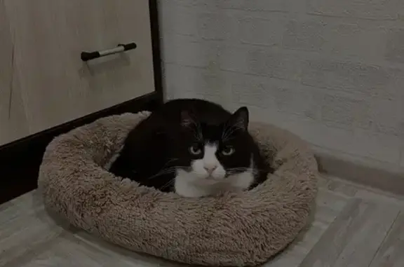 Кошки потеряшки, Вытегра, фото: Потеряшка кошка, ул. Шевченко, 86, Вытегра