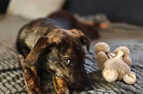 Пропала собака, Бронницы, МО