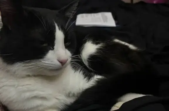 Найдена кошка, Березники, фото: Кошка найдена: Льва Толстого, 44, Березники