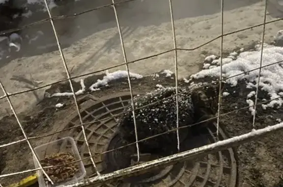 Найдена кошка, Чебоксары, фото: Кошка найдена, ул. Текстильщиков, Чебоксары