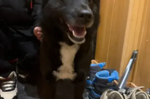 Найдена собака, Киров, фото: Найден щенок, Киров, Кировская обл.