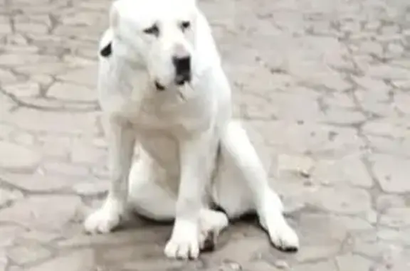 Пропала собака Алабай, 62, МО
