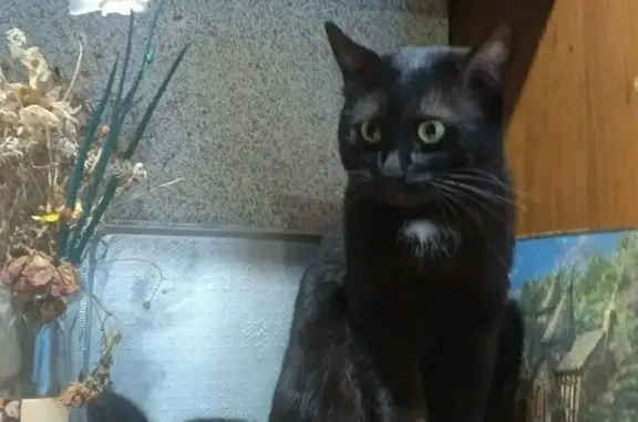 Пропал кот, ул. Калинина, 39 к3, Ярославль