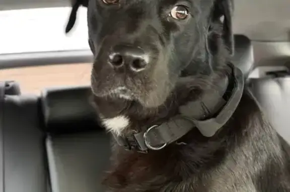 Найдена собака, Ангарск, фото: Найдена собака, ул. Космонавтов, Ангарск